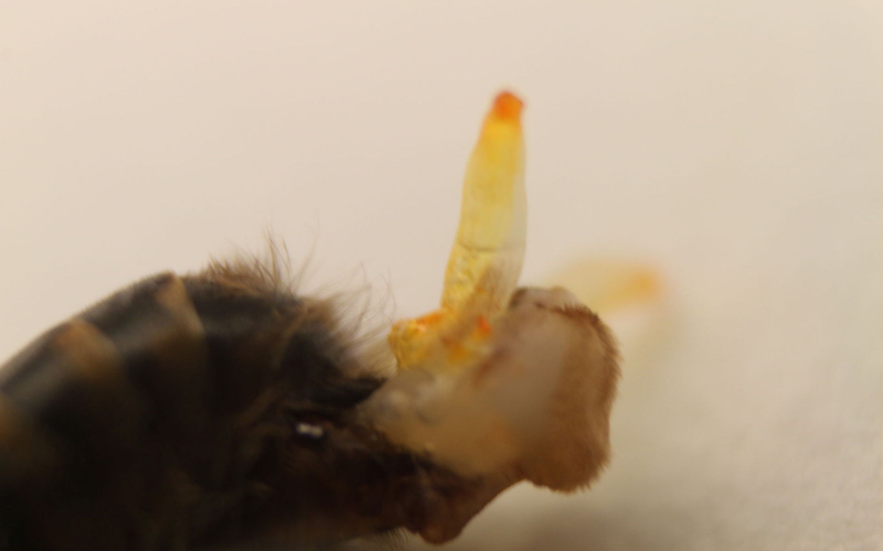 Illustration for article titled Esto es un pene de abeja macho, y su cópula con la reina es tan explosiva que muere al terminar el acto